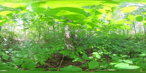 360VR. Inside the Forest. 3x Speed. Stock Footage 312007629