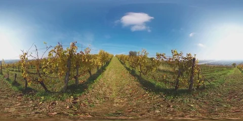 360VR landscape 8K video sunny autumn day in vineyards of vienna Stock Footage