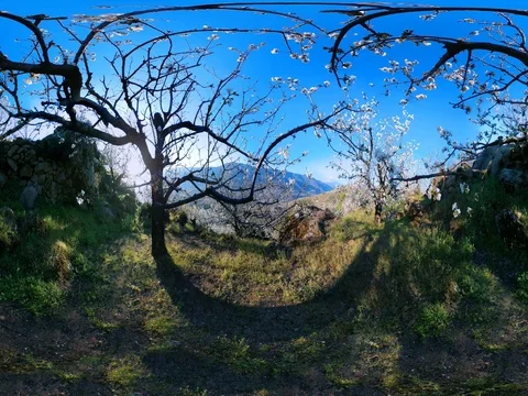 360ºVR- LANDSCAPE CHERRY TREES 3 스톡 동영상 78005559