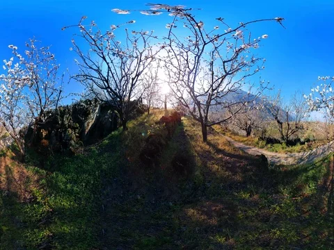 360ºVR- LANDSCAPE CHERRY TREES Stock Footage 78005365
