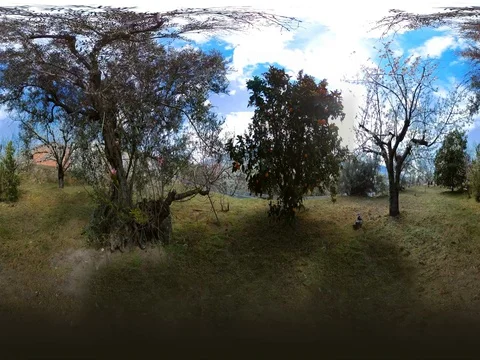 360ºVR- LANDSCAPE TREES Video stock 78006406