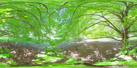 360VR. Perspective from In a Sugar Maple Tree with Bench at Trunk. 4x Speed. Video stock 311945044