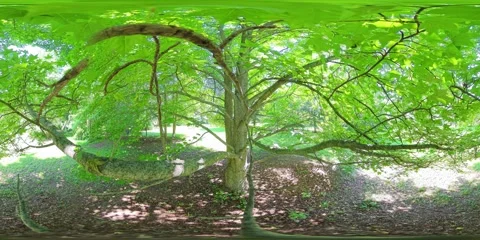 360VR. Perspective from Within a Sweetgum Tree. Squirrel on Branch. 3x Speed. Stock Footage 311945070