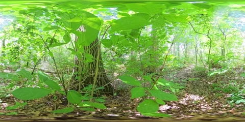 360VR. Off to the Side of the Forest Trail. 360 Video at 3x Speed. Video stock 312007615