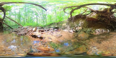 360VR. Small Forest Stream w/ High Creek Banks, Washed out Tree Roots, 5x Speed. Stock Footage 311898761