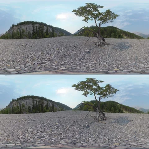 360VR Stereo Video Lonely Tree in a Dry River in a Valley of Western Canada Stock Footage