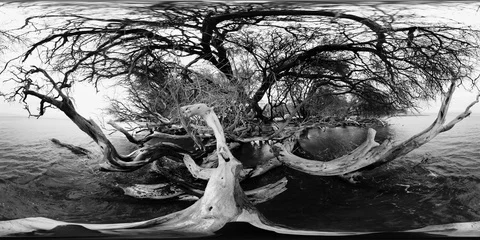 360VR TREES AT THE BEACH 4k Stock Footage 87538564