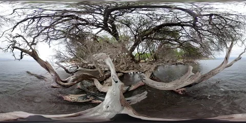 360VR TREES OVER SEA 4k Stock Footage 87538563