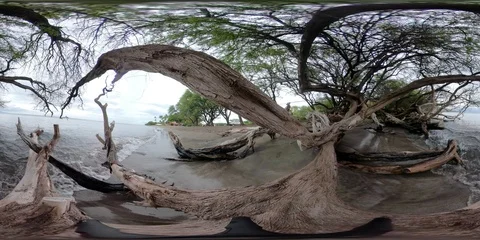 360VR TREES OVER THE SEA 4k Stock Footage 87539012