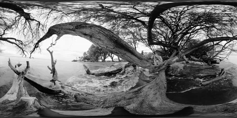 360VR Trees over the sea in Black an White Stock Footage 87539013