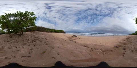 360VR TURTLE ON THE BEACH Stock Footage 87539310