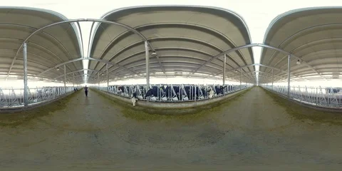 360VR Video of cows in a fully-automated dairy milk farm Stock Footage 108305718