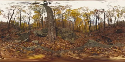 360VR video of fall in the forest Video stock 70876306