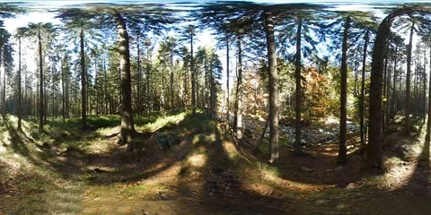 360VR video of a forest with a stream running through rocks in the background on Stock Footage 109619739