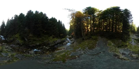 360VR video of a forest with a stream on a sunny day Stock-Footage 109620780