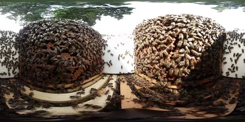 360VR video of Inside a Bee hive with honeybees 動画素材 79100789