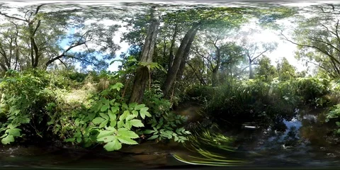 360Vr Video Nature. A stream in the middle of the forest in sunny weather. Stock Footage 88400033