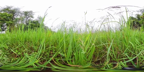 360VR Video From the Perspective of Being In The Meadow Grass. 2x Speed. Video stock 311675668