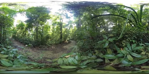 360VR Video of Tropical Forest Stock Footage