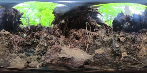 360VR. View from Inside a Dirt Root Hole, Fallen Up Rooted Tree. Tree Root Pit. Video stock 312125011