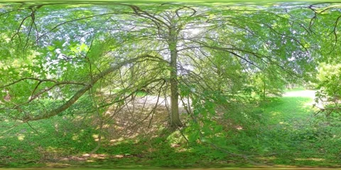 360VR. View from "Inside" an Oak Tree.  3x Speed. Stock Footage 311945058