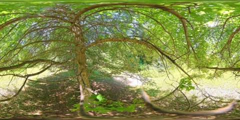 360VR. View from under the Canopy, Oak Tree. 3x Speed. Stock Footage 311945064