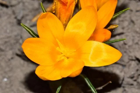 3614-yellow crocus Stock Photos