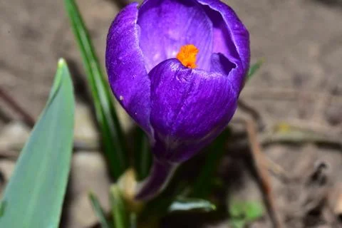 3616-purple crocus Foto stock