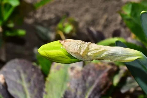 3626-spring flower bud Stock Photos