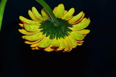 3640-yellow gerber Foto stock