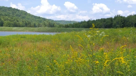 367 Small yellow flowers with forest and mountain in the background Видео 124268440