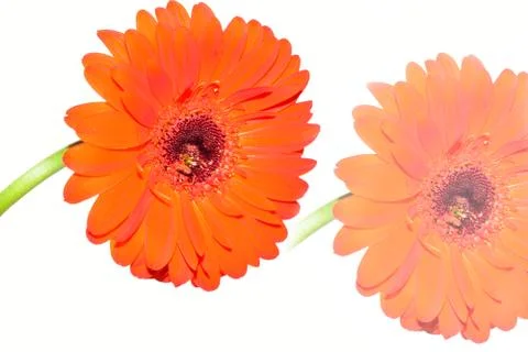 3677-orange gerber Stock Photos