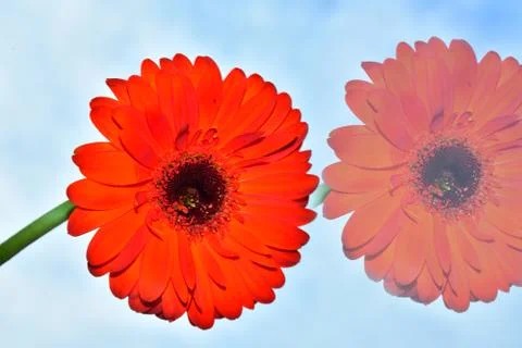 3679-orange gerber Stock Photos