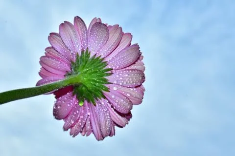 3682-pink gerber Stock Photos