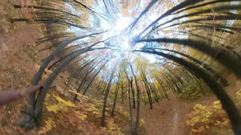36o degrees panoramic camera view of stunning autumn colorful forest park Stock Footage 167920113