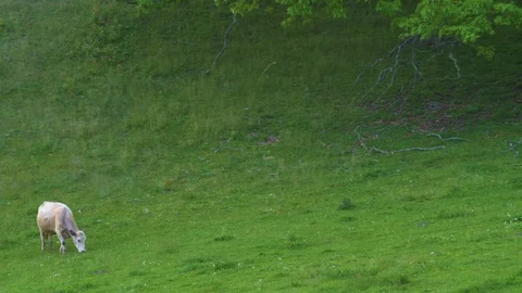 37 Blue Ridge group of cows eating grass on a hill 動画素材 93404848