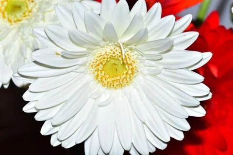 3722-white gerber Stock Photos