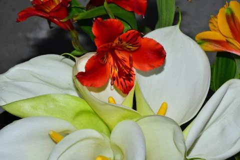 3735-white calla Stock Photos
