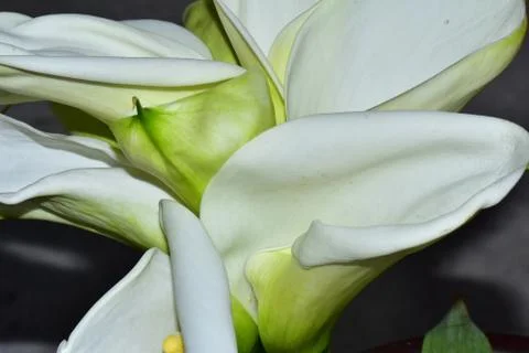 3756-white calla Stock Photos
