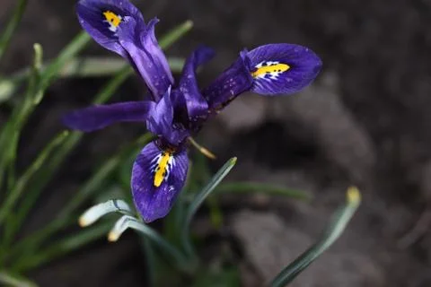 3762-small iris Foto stock