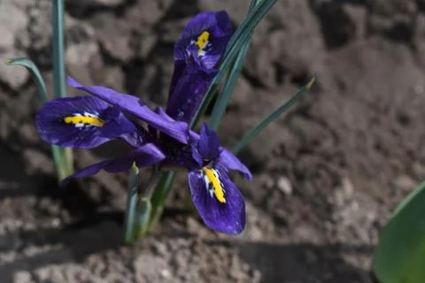 3765-small iris Stock Photos