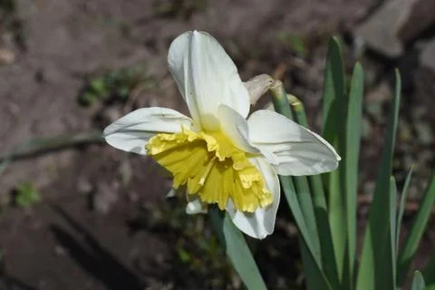 3770-spring flower Stock Photos