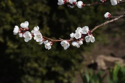 3774-nice tree blossoms Stock Photos