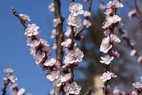 3776-nice tree blossoms Stock Photos