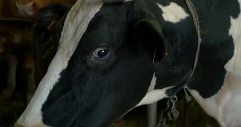 378 Cows inside a barn Stock-Footage 132284538