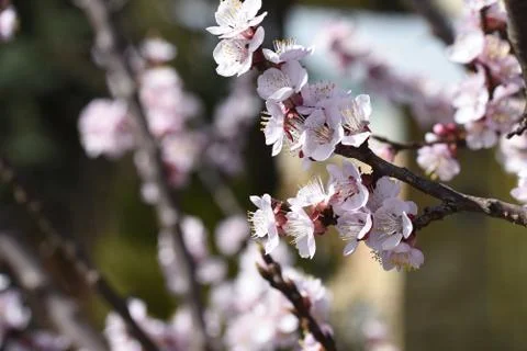 3780-nice tree blossoms Stock Photos