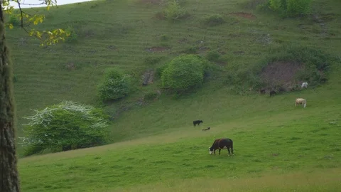 38 Blue Ridge group of cows on field panning Stock-Footage 93406384