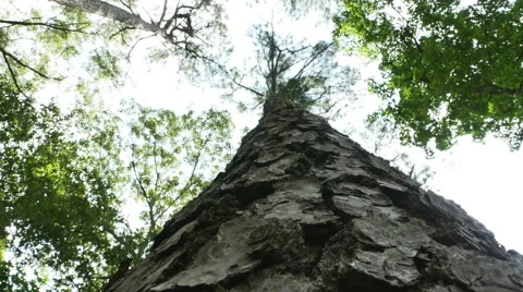 3825 Looking Straight Up at Tree, 4K Stock Footage 51719822