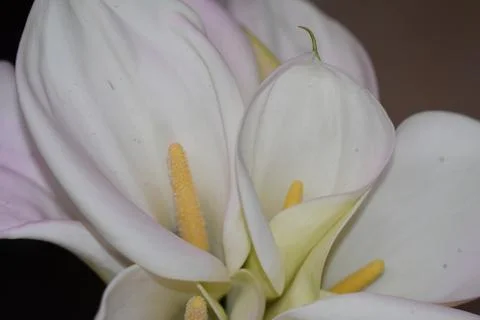 3861-white calla Stock Photos