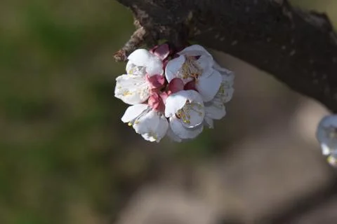 3897-nice tree blossoms Stock Photos